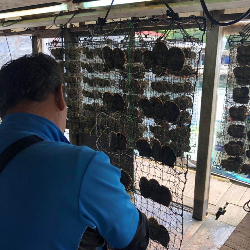 真珠　パール　ネックレス