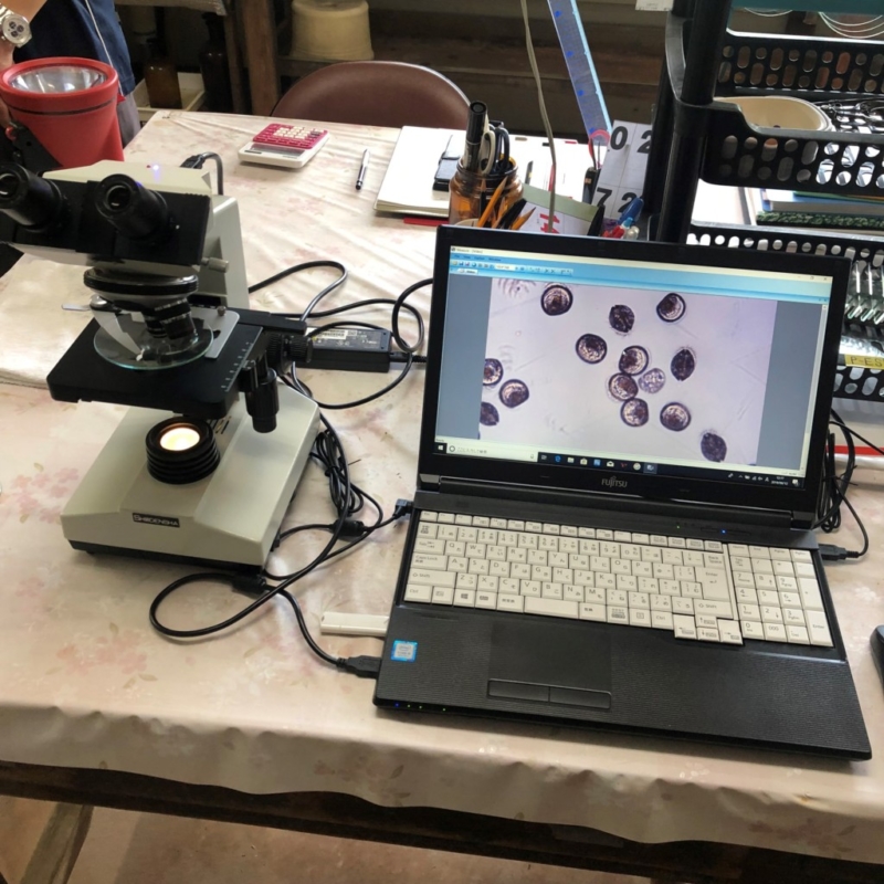 真珠　パール　ネックレス