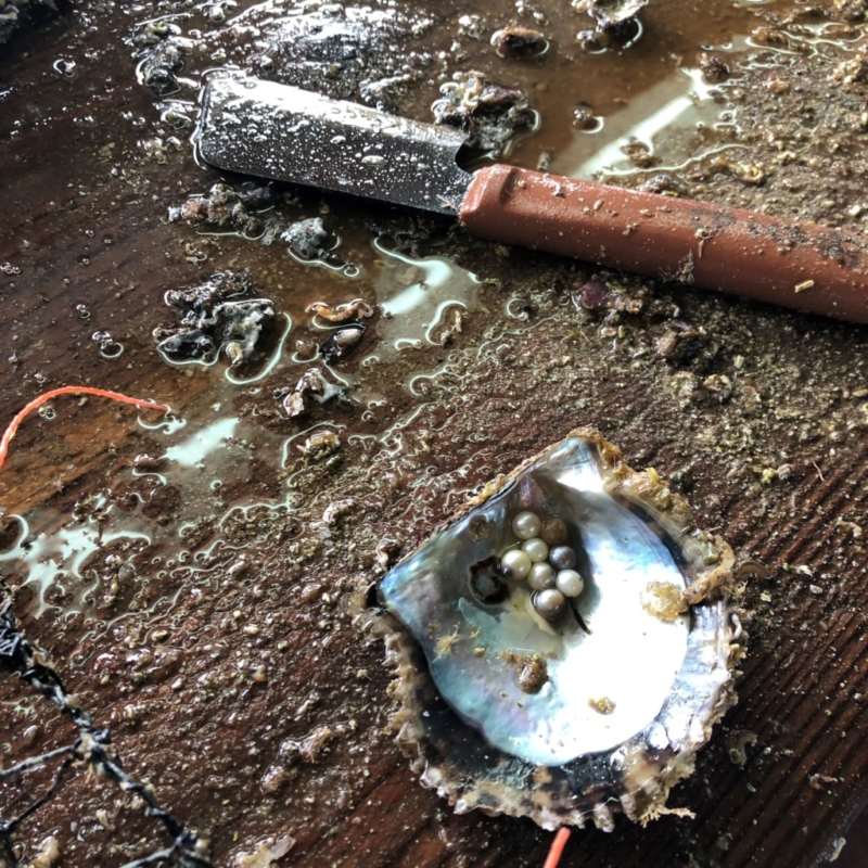 真珠　パール　ネックレス