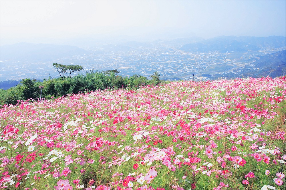 和歌山サプライズプロポーズにおすすめ鷲ヶ峰コスモスパーク写真コスモスと景色