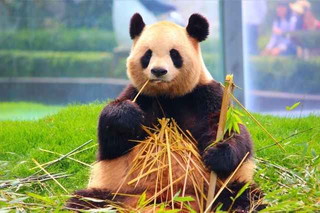 アドベンチャーワールド