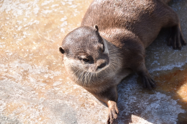 サファリリゾート姫路セントラルパーク
