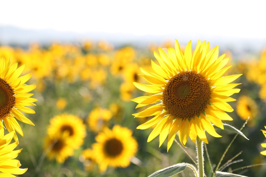 兵庫のプロポーズスポット