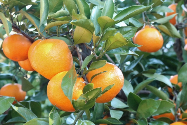 冬の和歌山デートプラン