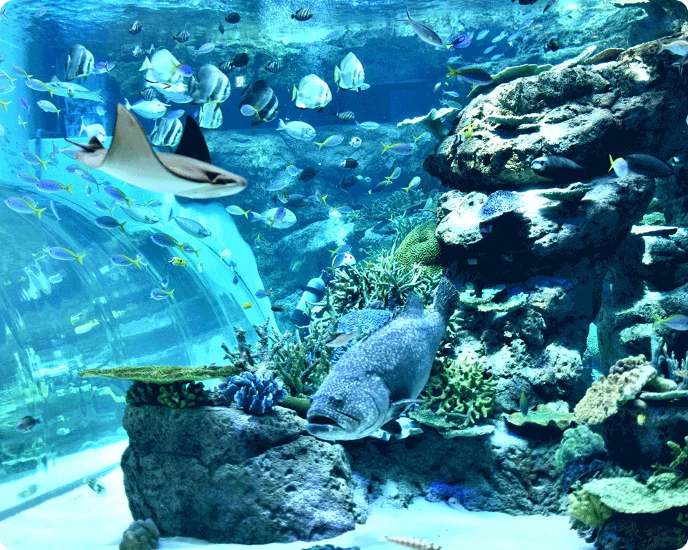 全国の”映え”水族館スポット