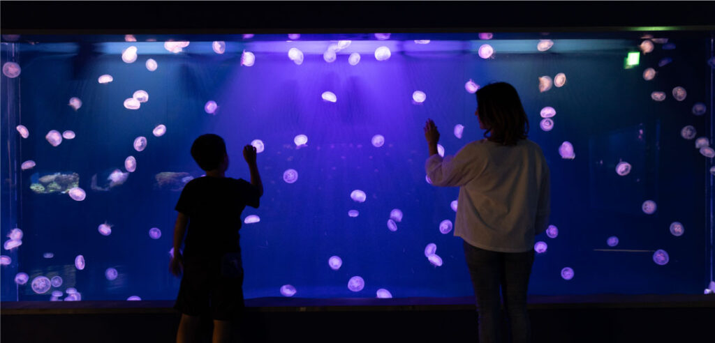 全国の”映え”水族館スポット