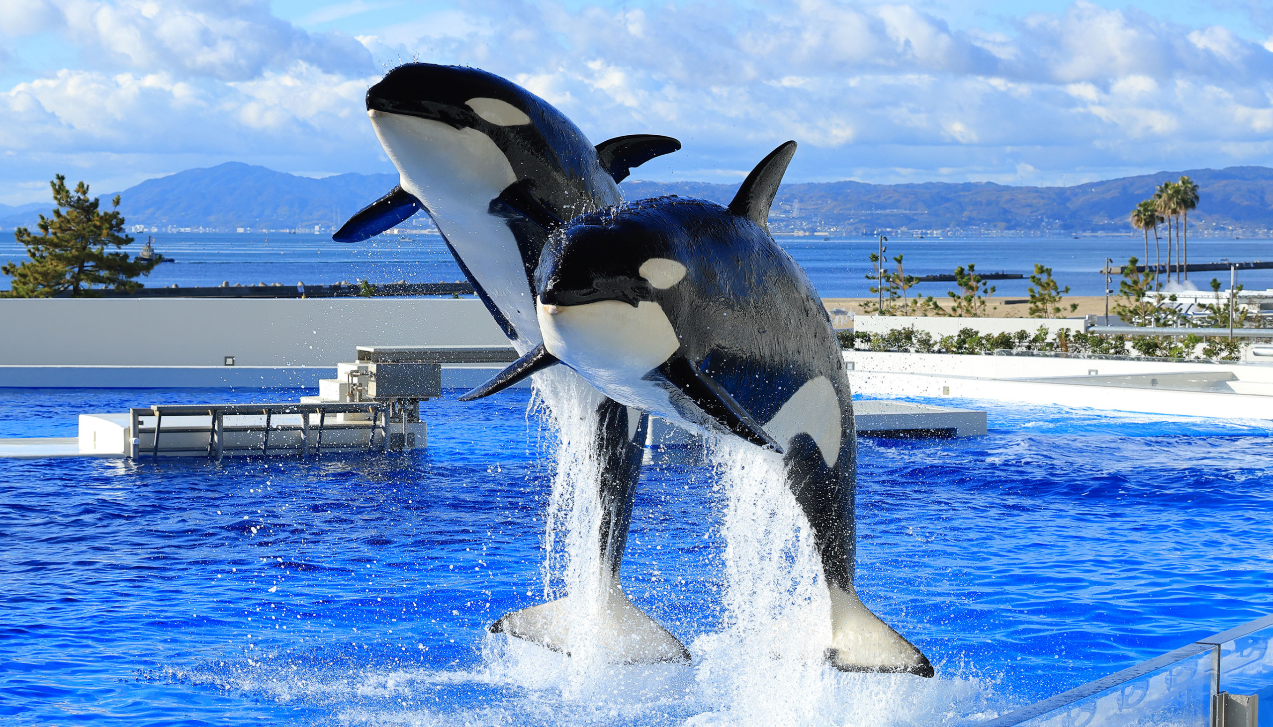 関西でプロポーズするならここ！感動必至の水族館５選