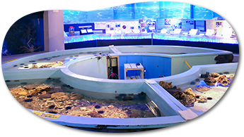 水族館プロポーズ