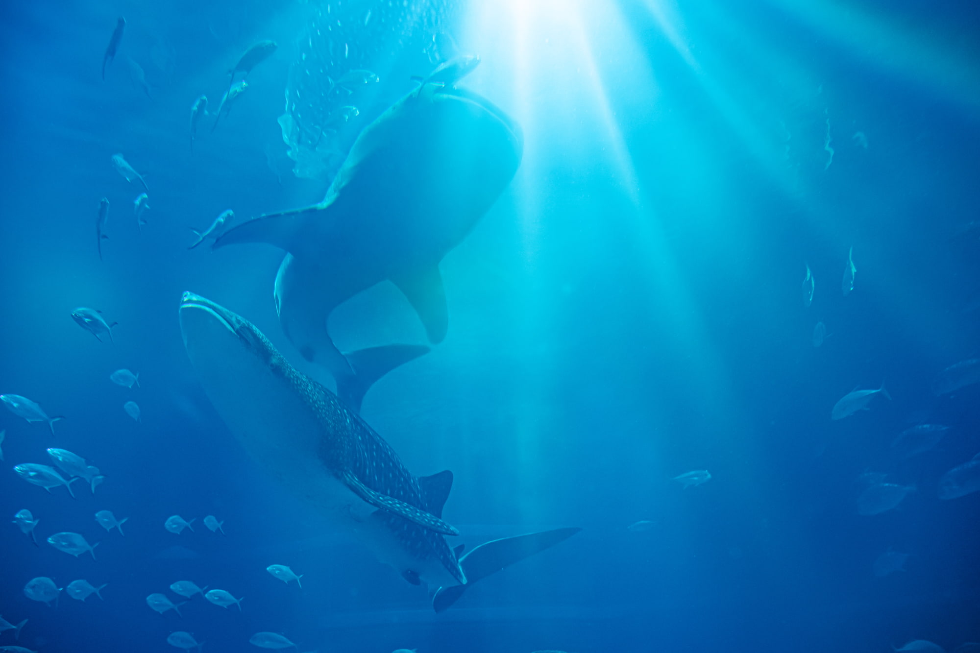 全国の”映え”水族館スポット