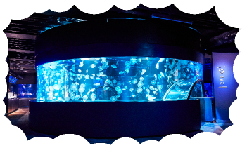 全国の”映え”水族館スポット