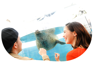 水族館プロポーズにおすすめのスポット