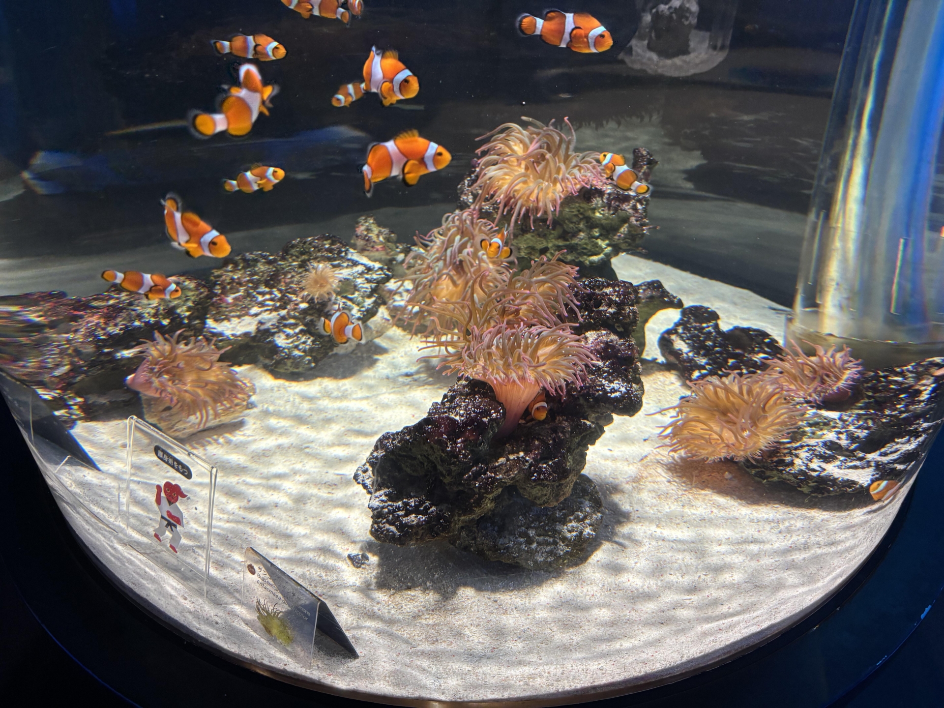 全国の”映え”水族館スポット