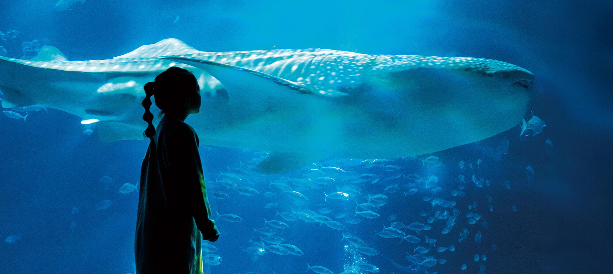 水族館プロポーズにおすすめのスポット