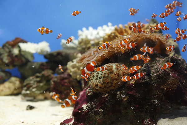 関西でプロポーズするならここ！感動必至の水族館５選