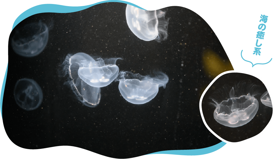 全国の”映え”水族館スポット