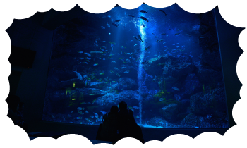 全国の”映え”水族館スポット